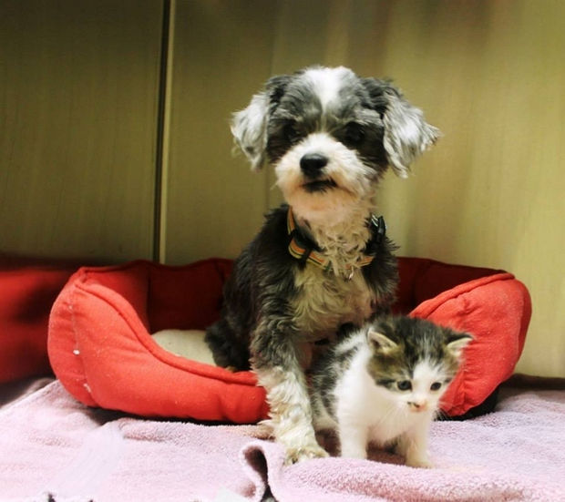 Shih Tzu Cares for Kitten - They are always together.