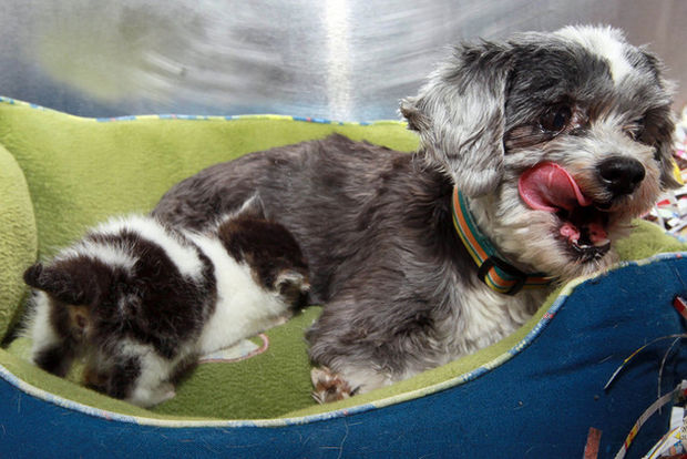 Shih Tzu Cares for Kitten - Best buds sharing a puppy bed together.