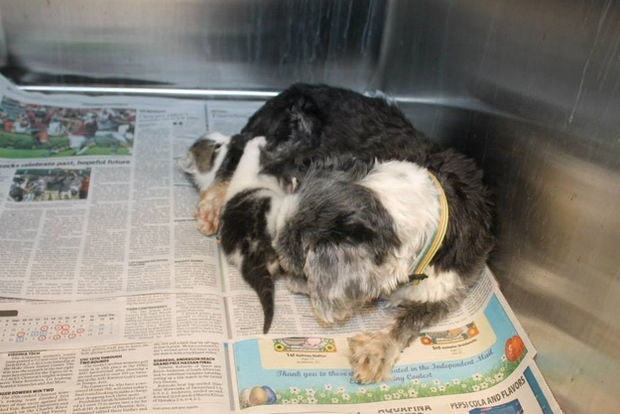 Shih Tzu Cares for Kitten - They would also take naps together while in the shelter.