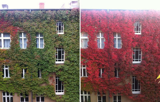 14 Fall Foliage Landscapes - Apartment Building with Crimson Vines and fall colors.