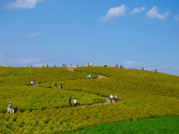 14 Fall Foliage Landscapes - Hitachi Seaside Park - Japan.