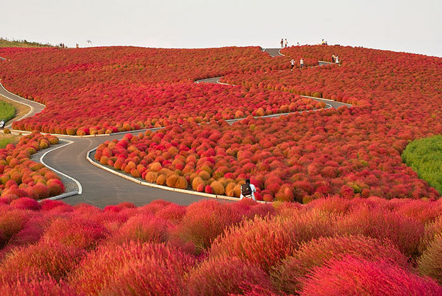 Fall colors at Hitachi Seaside Park - Japan.