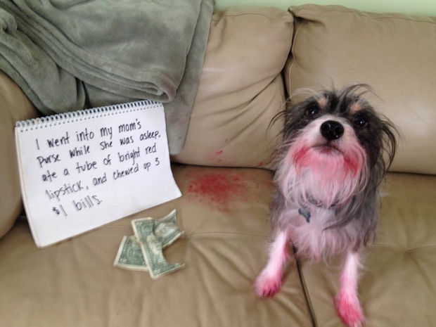32 Hilarious Dog Shaming Photos - "I feel pretty, oh so pretty..."