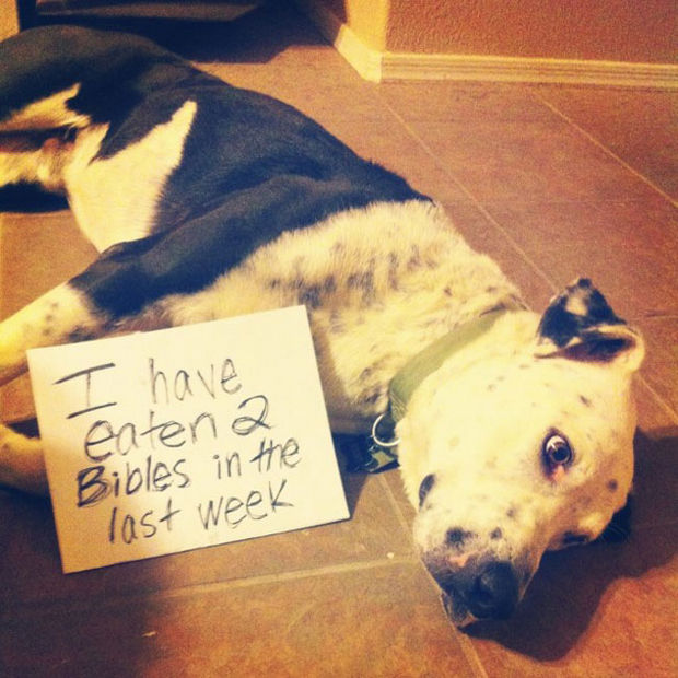 32 Hilarious Dog Shaming Photos - He is trying to cut down though.