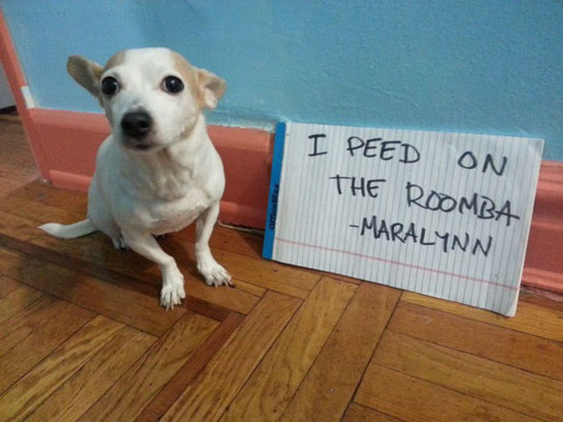 32 Hilarious Dog Shaming Photos - I don't think it picks up liquid.