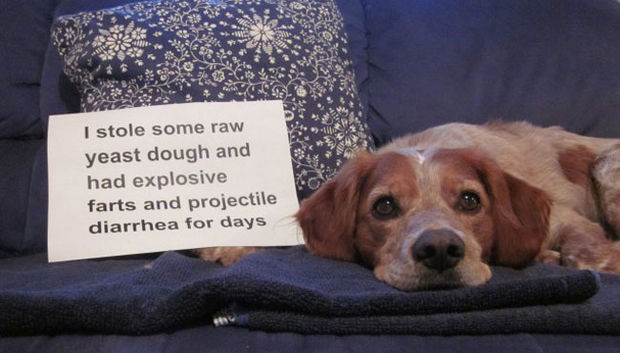 32 Hilarious Dog Shaming Photos - Anything with the word "projectile" in it is usually bad.