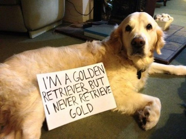 32 Hilarious Dog Shaming Photos - Maybe someday...