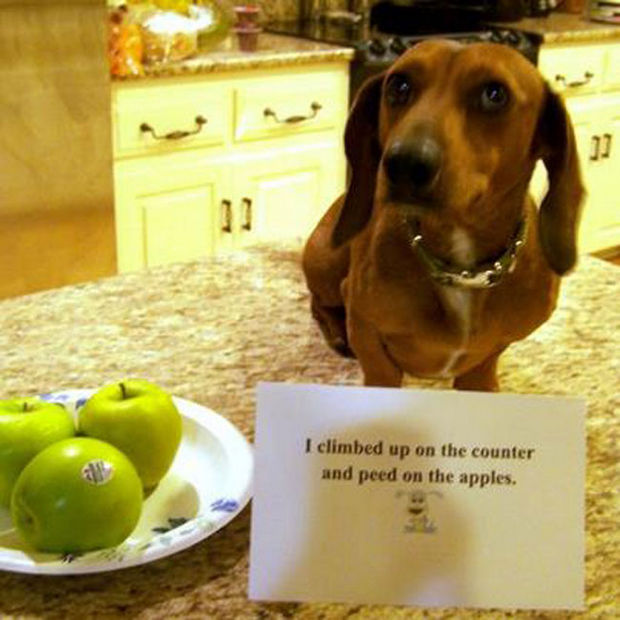 32 Hilarious Dog Shaming Photos - A good reminder to always wash your fruit.