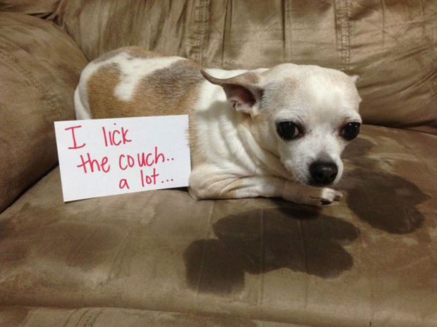 32 Hilarious Dog Shaming Photos - Ummm, I think you missed a spot.