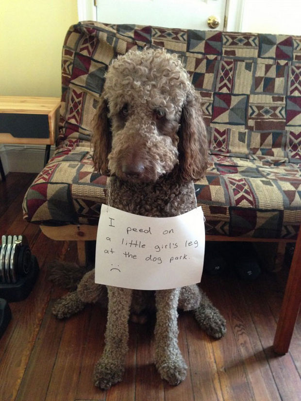 32 Hilarious Dog Shaming Photos - In his defense, it looked like a fire hydrant.