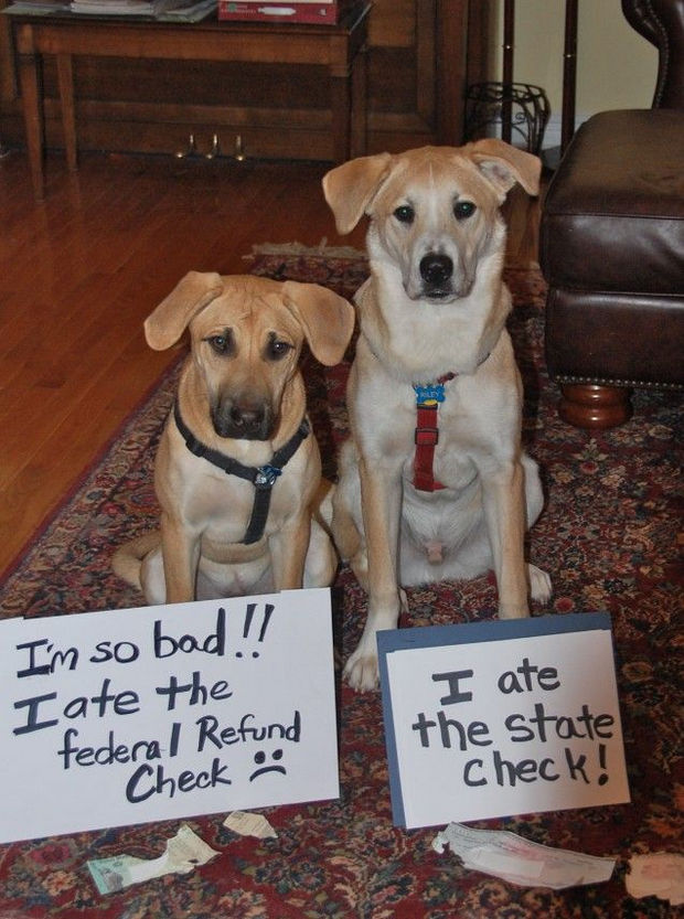 32 Hilarious Dog Shaming Photos - Please don't ask for a withdrawal.