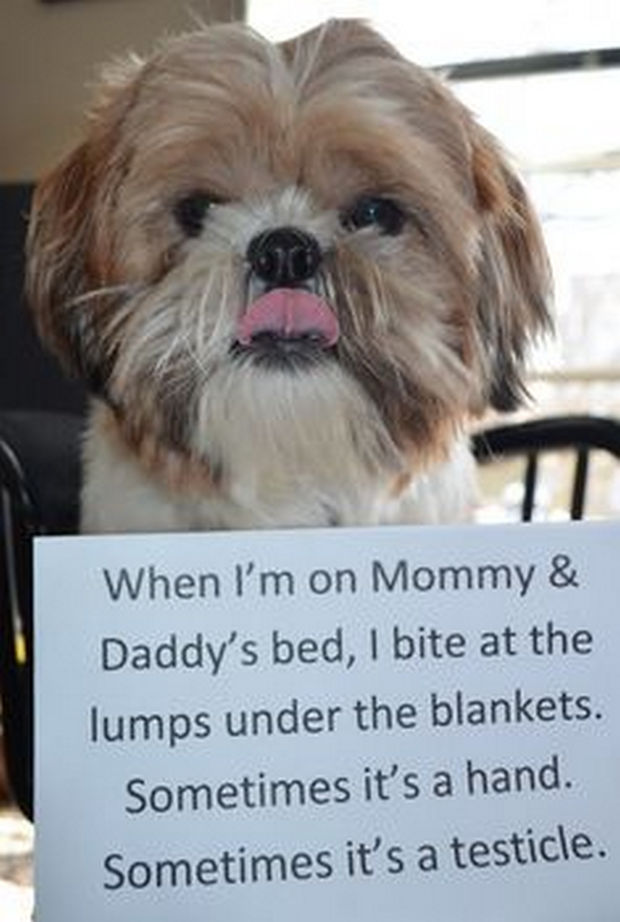 32 Hilarious Dog Shaming Photos - An honest mistake.