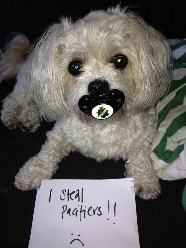 32 Dog Shaming Photos. Hilariously Caught in the Act!