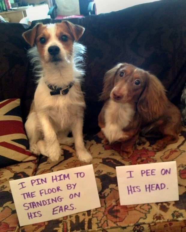 32 Hilarious Dog Shaming Photos - It's only in self-defense.