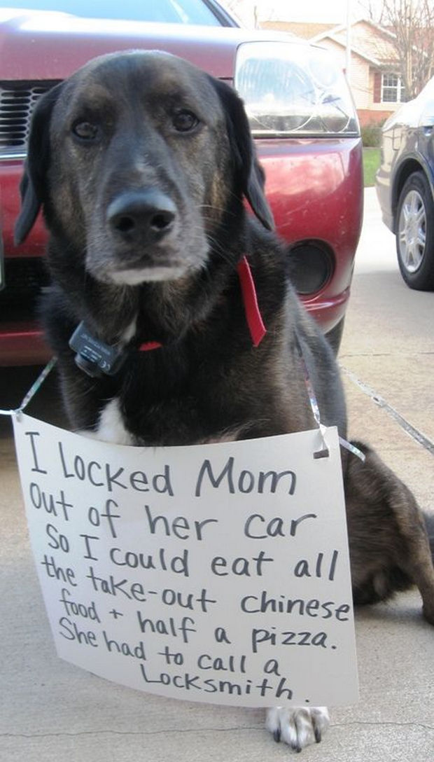 32 Hilarious Dog Shaming Photos - Chinese food and pizza? I would have done the same thing...smart doggy!