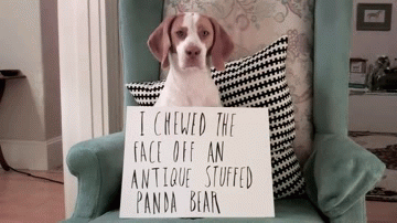 32 Hilarious Dog Shaming Photos - These Dogs Ate Everything You Can Think Of Let Shaming Begin 15B