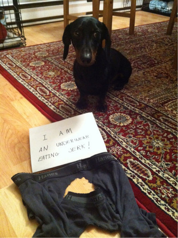 32 Hilarious Dog Shaming Photos - These Dogs Ate Everything You Can Think Of Let Shaming Begin 17