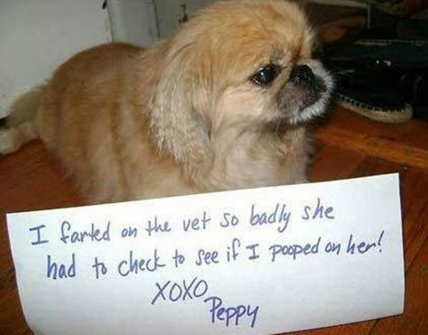 32 Hilarious Dog Shaming Photos - These Dogs Ate Everything You Can Think Of Let Shaming Begin 18