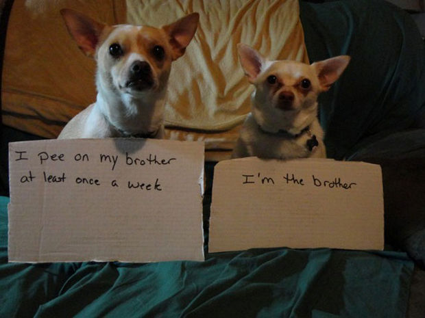 It's never easy being the younger brother.