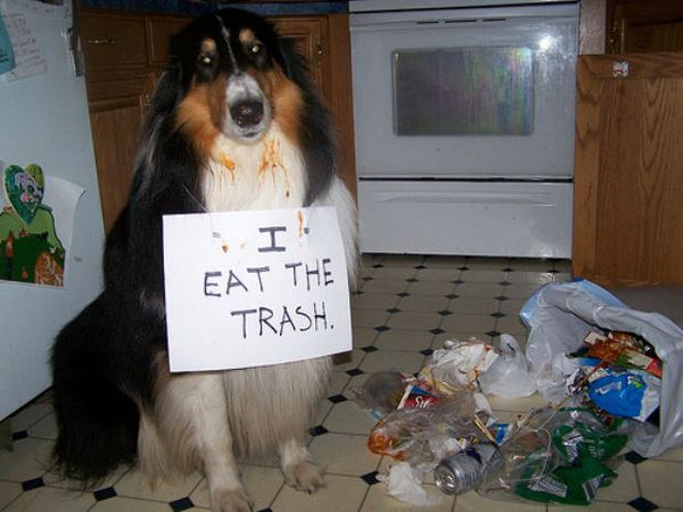 One person's trash is another dog's treasure.