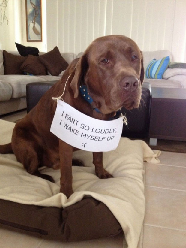32 Hilarious Dog Shaming Photos - Ear plugs (and noseplugs) might come in handy.