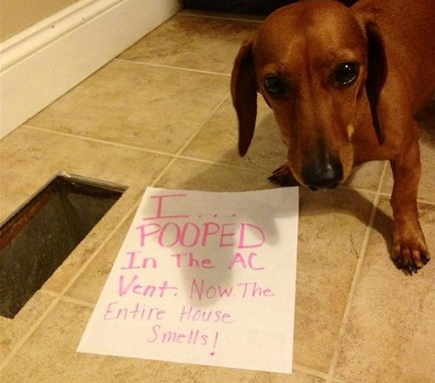 32 Hilarious Dog Shaming Photos - That's what that was...