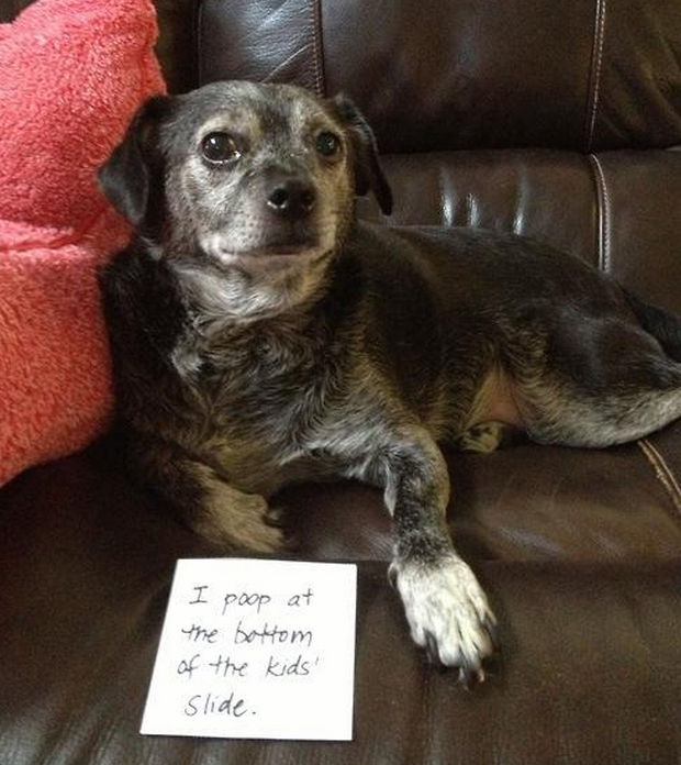 32 Hilarious Dog Shaming Photos - The kids won't give him a turn on the slide.
