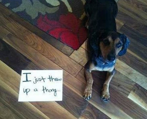 32 Hilarious Dog Shaming Photos - Where did the bra end up?