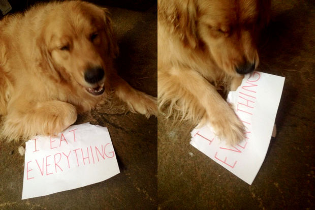 Yep, he does eat everything.