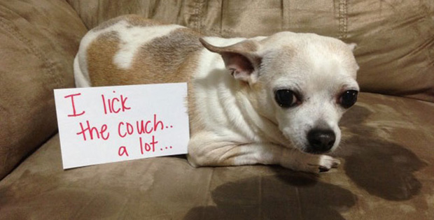 These Cute Dogs Didn’t Behave. Their Owners Got Even in the Most Hilarious Way!
