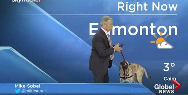 This Weatherman’s Dog Is a Handful. Wait, What Was That?