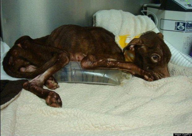 Patrick the Pit Bull was cold and weak. The veterinarian staff immediately put him on intravenous fluid.