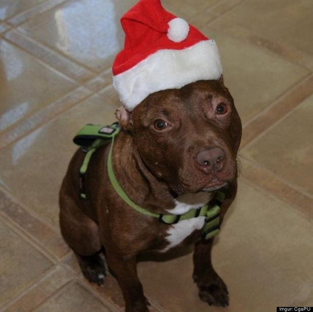 Awww, Patrick the Pit Bull is so cute it makes me want to cry.