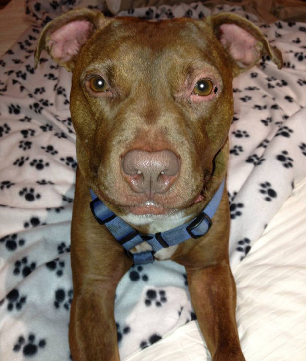 In June 2014, Patrick the Pit Bull found a forever home and was adopted by a family that gives him the love and attention he deserves.