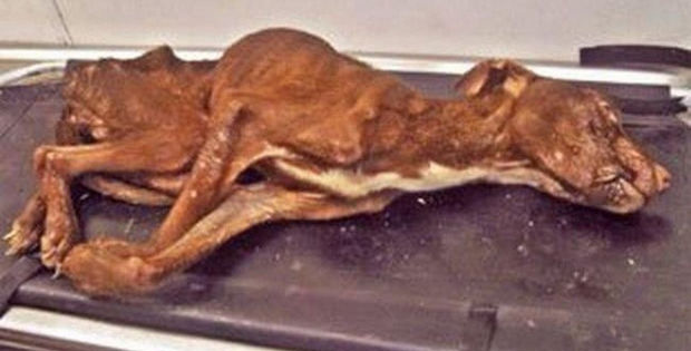 This Dog Was Seconds Away From Dying but Then a Miracle Happened