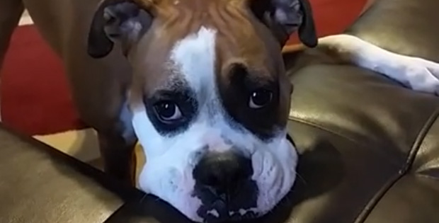 Will Sammy the Boxer Dog Make It onto the Couch? Watch and See, It’s Cute.