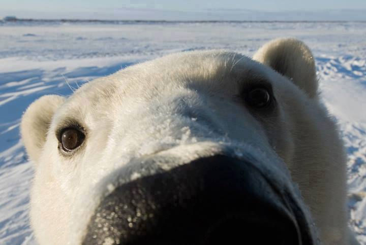 17 Animal Selfies - The perfect Artic selfie.