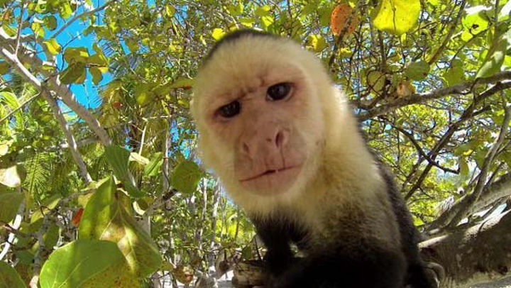 17 Animal Selfies - "Are you talkin' to me?"