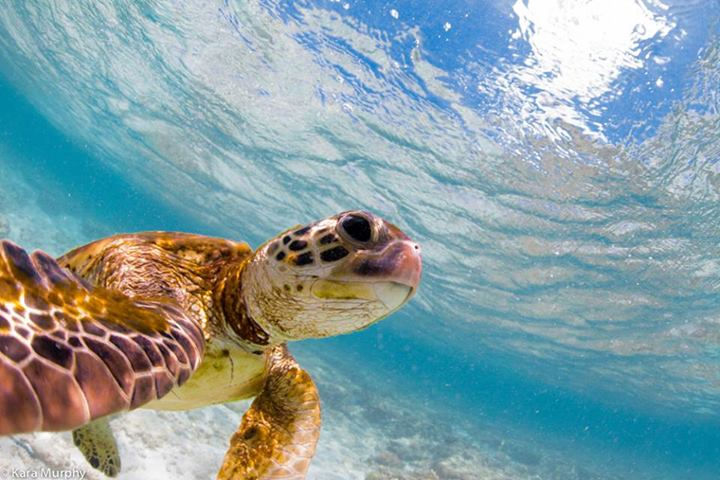 17 Animal Selfies - Ocean selfie.