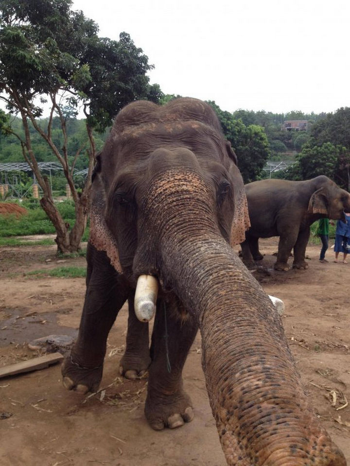17 Animal Selfies - Elephants love selfies too!