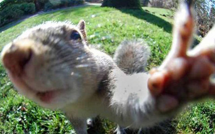 17 Animal Selfies - "A little more to the right..."