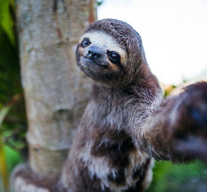 17 Animal Selfies - Sloths rule.