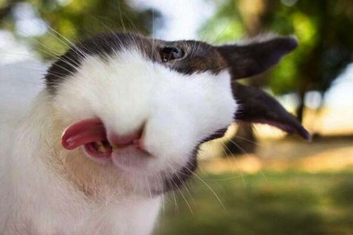 17 Animal Selfies - Bunnies are so silly.