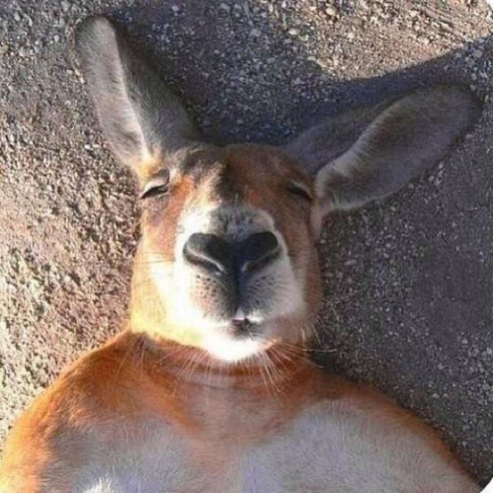 17 Animal Selfies - "I'm too tired."