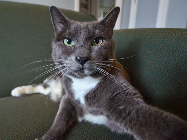 17 Animal Selfies - "Look into my eyes..."