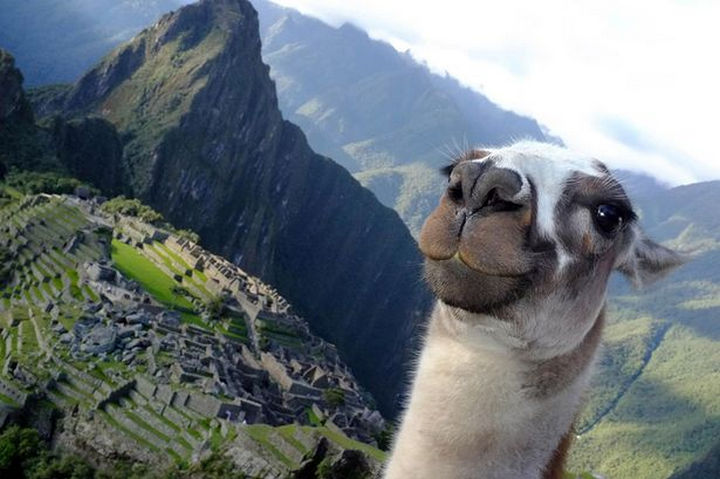 17 Animal Selfies - "This shot overlooking Machu Picchu is gonna be epic."