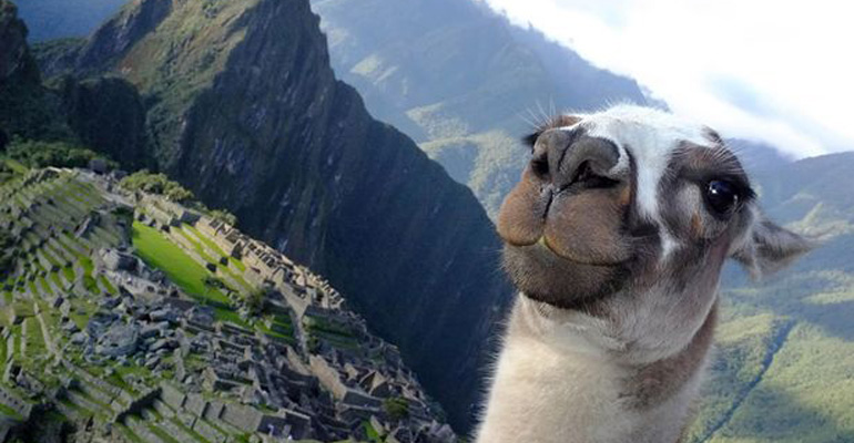 17 Animals That Prove They Can Take Selfies Like the Best of Them