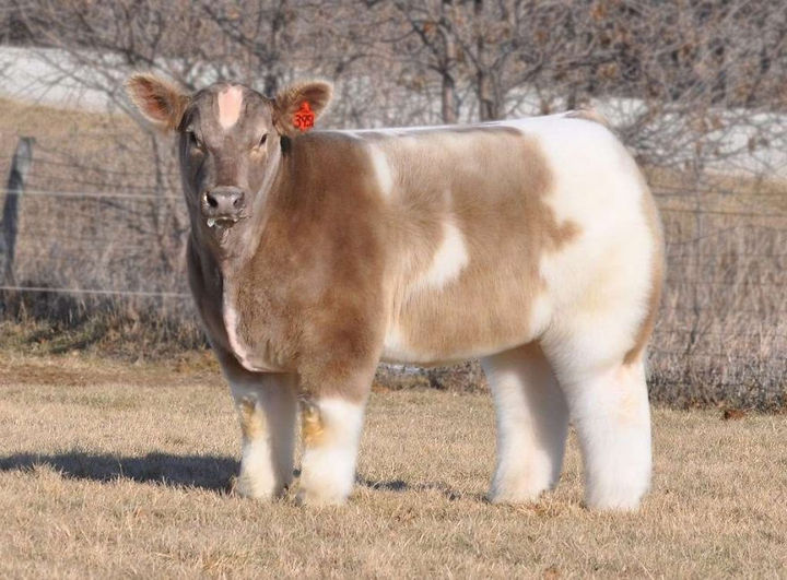 17 Animals That Have Luscious Hair - This fluffy cow looks so soft and cuddly...I want one.