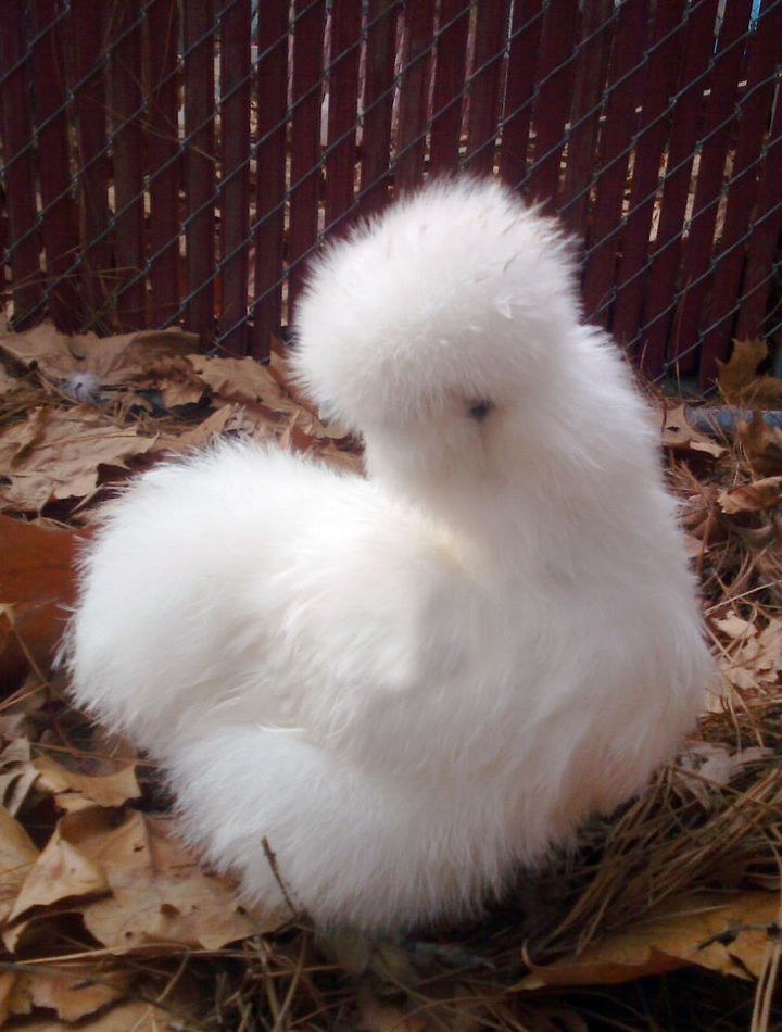 17 Animals That Have Luscious Hair - This Silkie Hen looks so soft and cuddly.