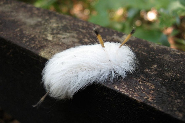 17 Animals That Have Luscious Hair - This alien-looking Spotted Apatelodes caterpillar looks like it belongs in a 'Men in Black' sequel.